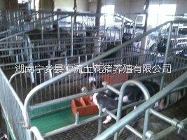 供應(yīng)湖南寧鄉(xiāng)花豬標(biāo)準(zhǔn)化基地建設(shè)，寧鄉(xiāng)花豬養(yǎng)殖基地，寧鄉(xiāng)花豬標(biāo)準(zhǔn)化養(yǎng)殖，寧鄉(xiāng)花豬基地建設(shè)