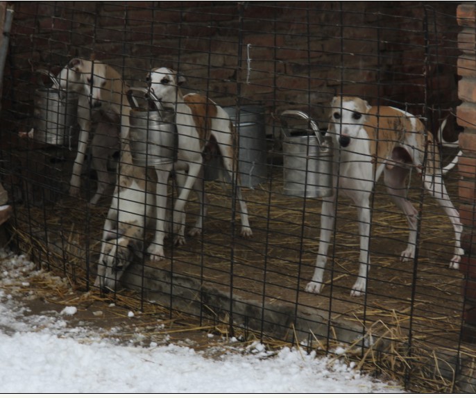 格惠犬成年犬 惠比特犬 灵惠图片