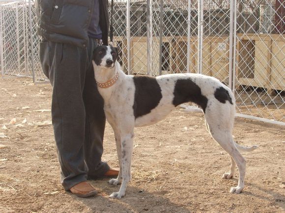 哪里有格力犬圖片/哪里有格力犬樣板圖 (2)