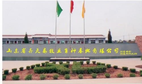 西門牛圖片/西門牛樣板圖 (3)