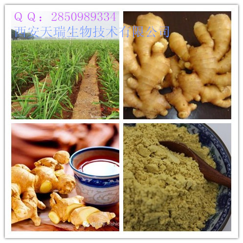 供應(yīng)生姜浸膏粉廠家　現(xiàn)貨供應(yīng)