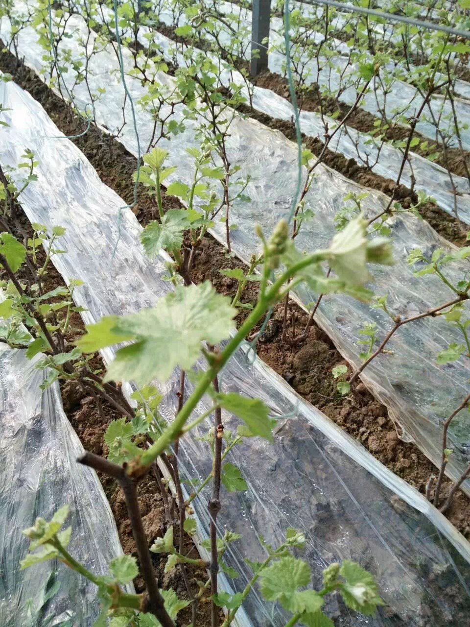 葡萄大量圖片/葡萄大量樣板圖 (4)