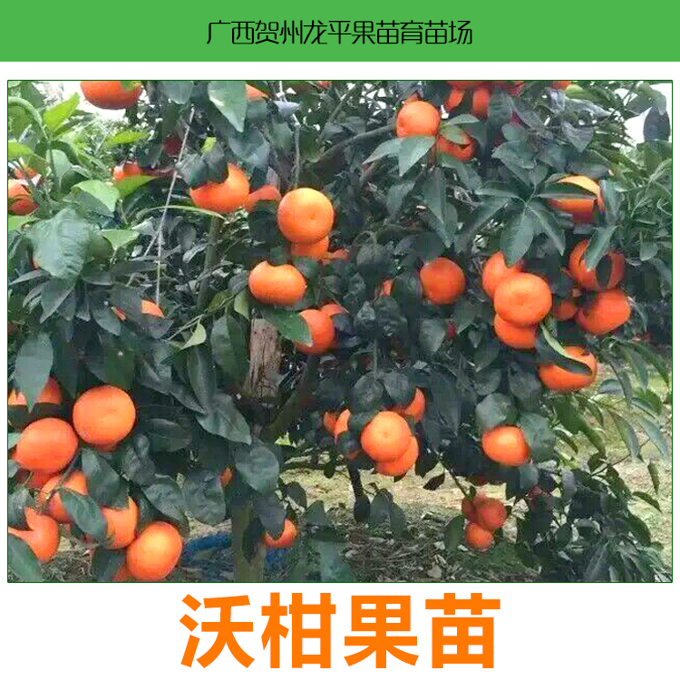 欽州091無核沃柑苗銷售電話圖片/欽州091無核沃柑苗銷售電話樣板圖 (1)