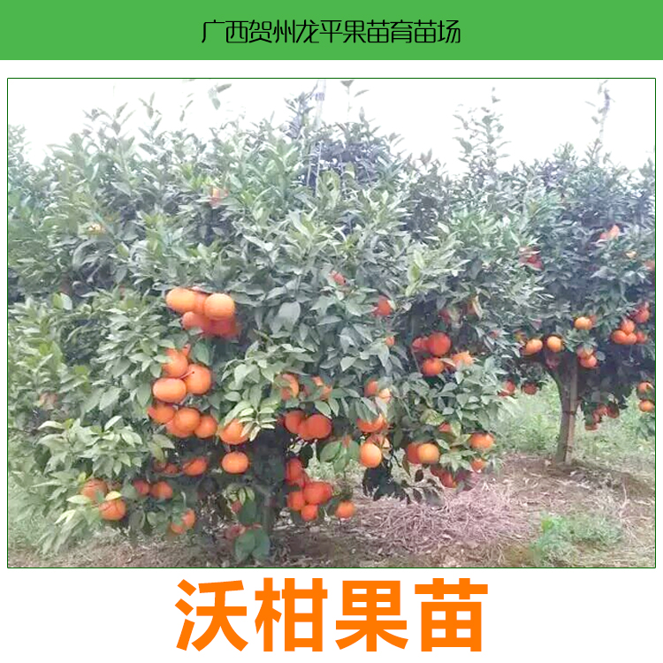 柑苗圖片/柑苗樣板圖 (2)