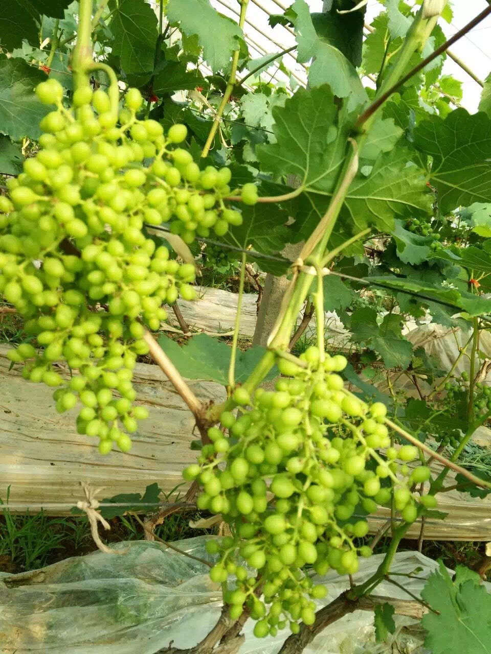 葡萄種植圖片/葡萄種植樣板圖 (4)