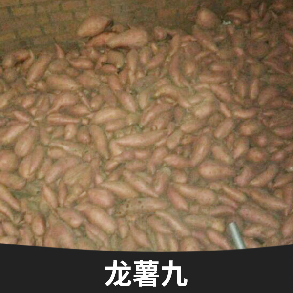 龍薯九圖片/龍薯九樣板圖 (2)