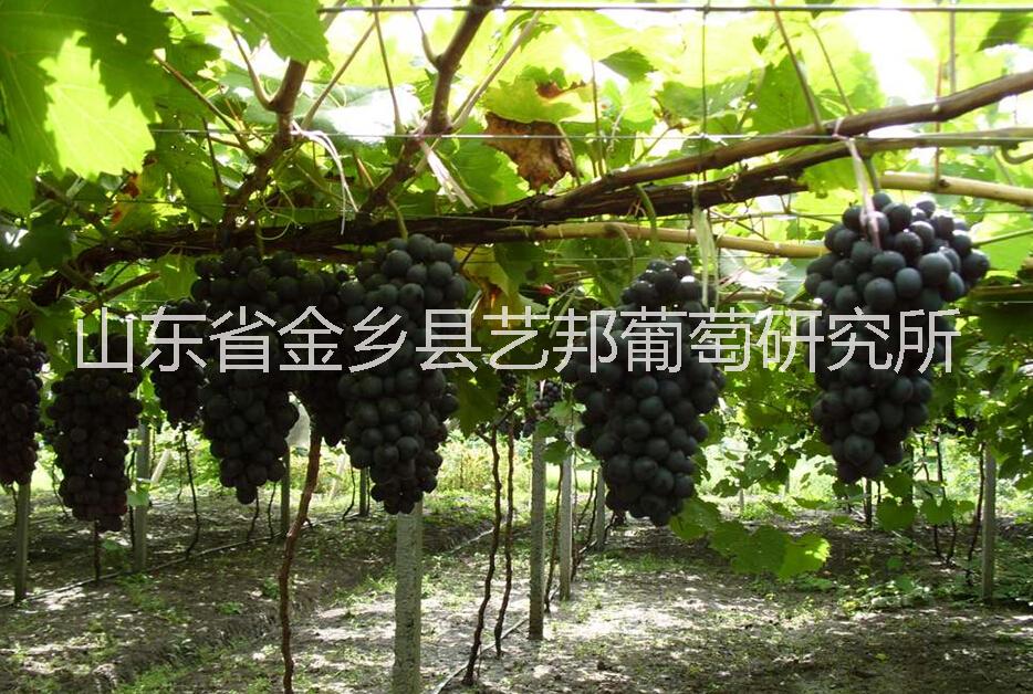 供应夏黑芽变葡萄苗，早夏无核葡萄苗