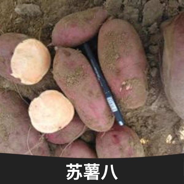 蘇薯八圖片/蘇薯八樣板圖 (2)