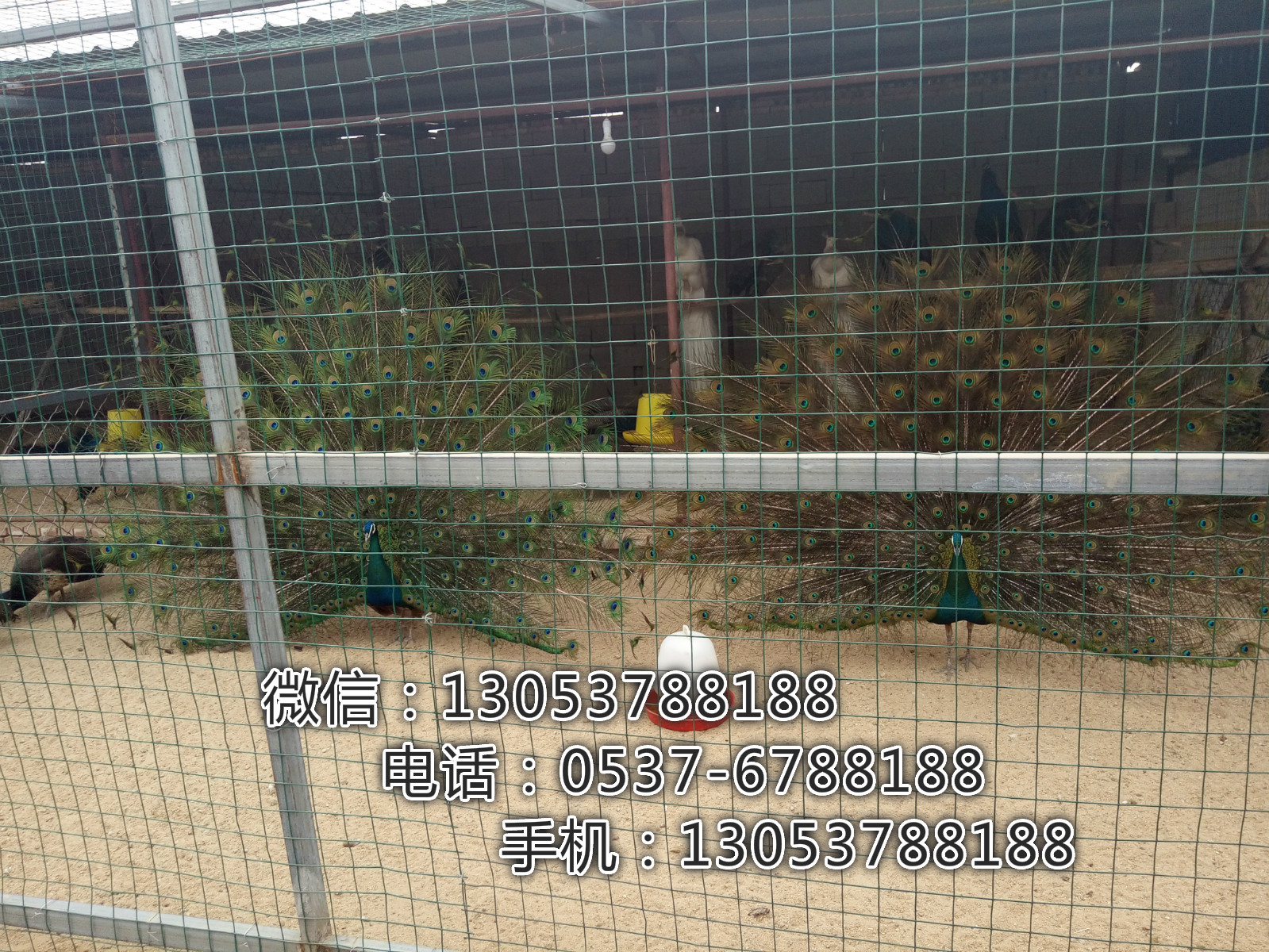 養(yǎng)殖羊駝好養(yǎng)嗎圖片/養(yǎng)殖羊駝好養(yǎng)嗎樣板圖 (2)