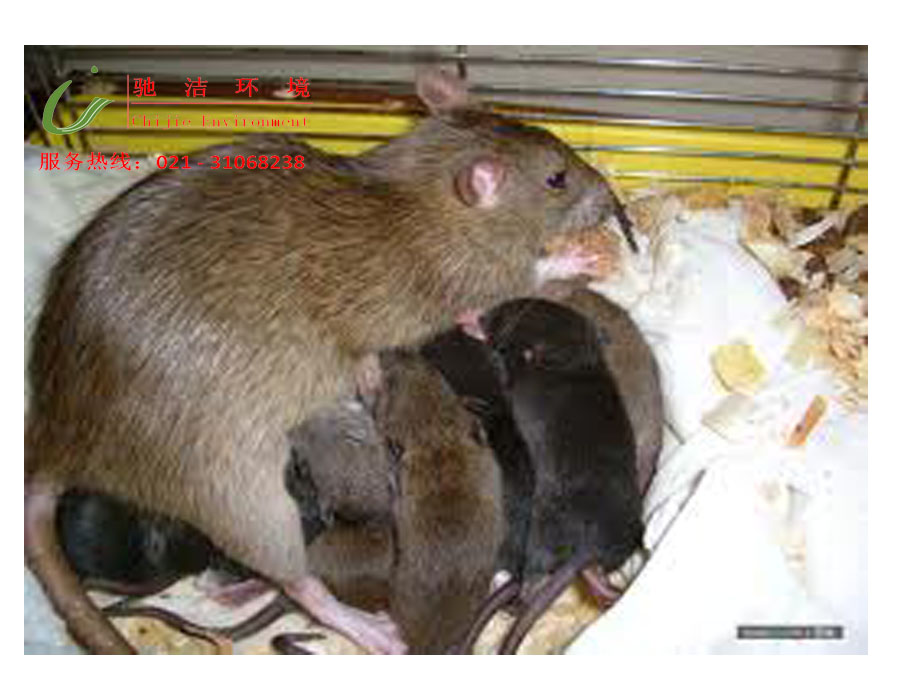 滅鼠公司圖片/滅鼠公司樣板圖 (2)