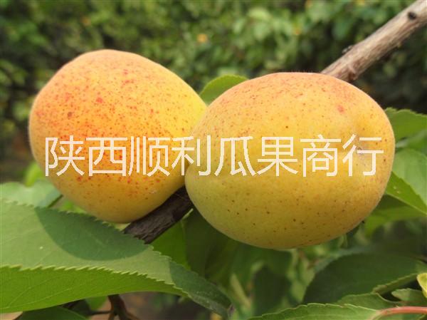 陜西凱特杏價格大荔凱特杏基地批發(fā)圖片/陜西凱特杏價格大荔凱特杏基地批發(fā)樣板圖 (1)
