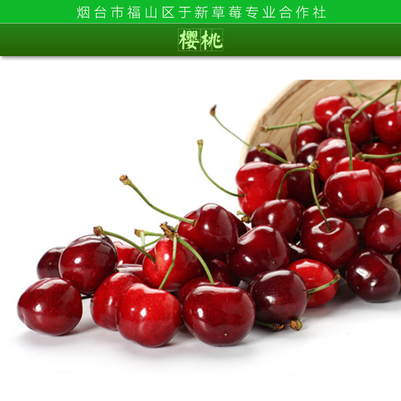 供應(yīng)新鮮車?yán)遄踊?供應(yīng)全國(guó)各大超市歡迎來(lái)電咨詢15677777285