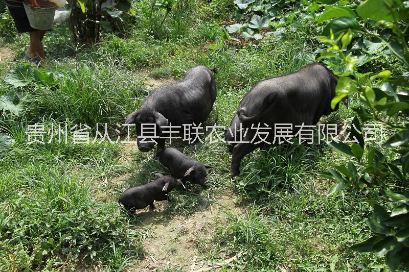 供應(yīng)用于引種的貴州*丨從江*丨黑豬苗