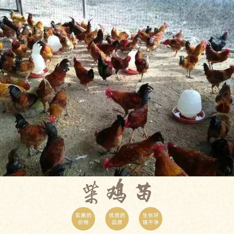 柴雞苗圖片/柴雞苗樣板圖 (1)