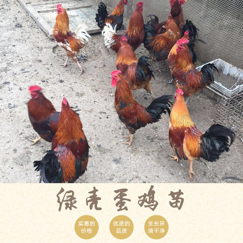蛋雞苗圖片/蛋雞苗樣板圖 (4)