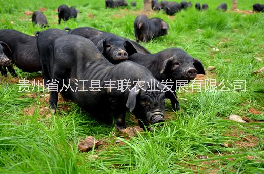 從江香豬引種，從江香豬種苗,香豬圖片