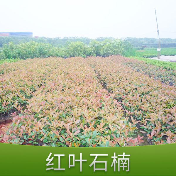 紅葉石楠圖片/紅葉石楠樣板圖 (3)