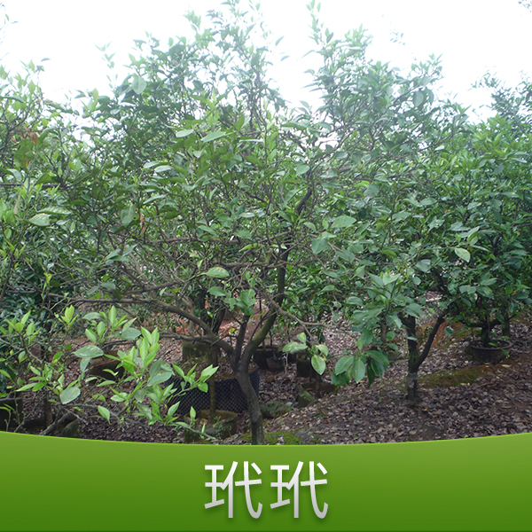 金華何氏玳玳圖片/金華何氏玳玳樣板圖 (4)