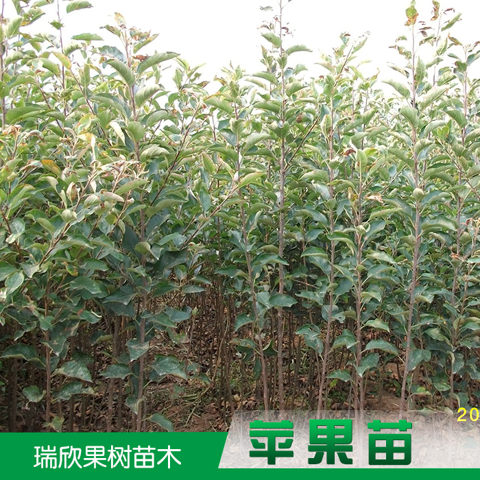 陜西瑞欣蘋果苗銷售