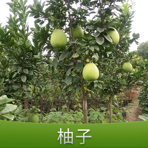 柚子圖片