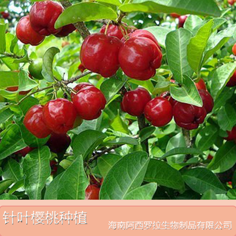 海南的針葉櫻桃汁廠家直銷圖片/海南的針葉櫻桃汁廠家直銷樣板圖 (2)