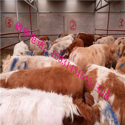 張北縣市場(chǎng)圖片/張北縣市場(chǎng)樣板圖 (3)
