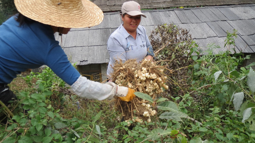 供應(yīng)安徽洋姜，安徽洋姜價(jià)格，安徽洋姜批發(fā)商