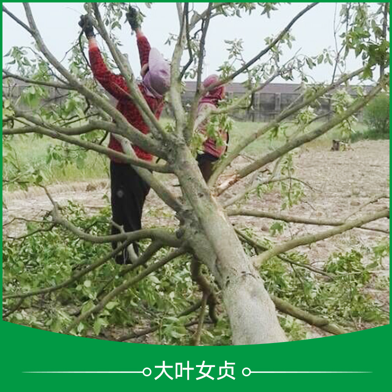 大丰大叶女贞报价图片