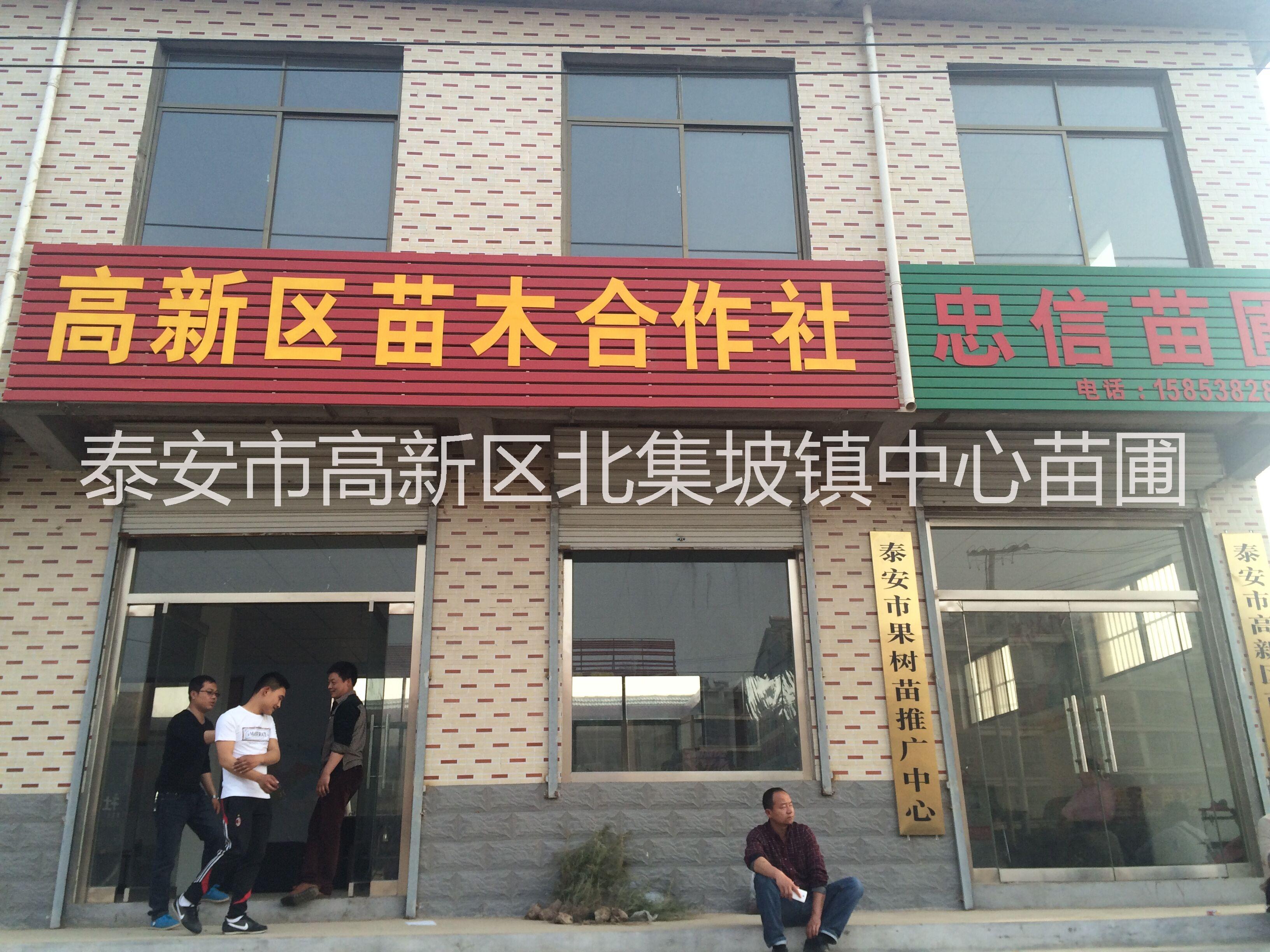 杜仲苗圖片/杜仲苗樣板圖 (1)