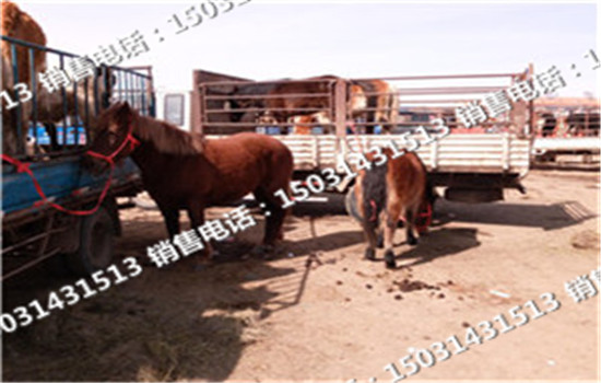 品種架子牛圖片/品種架子牛樣板圖 (1)