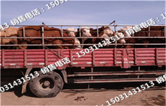 品種架子牛圖片/品種架子牛樣板圖 (2)