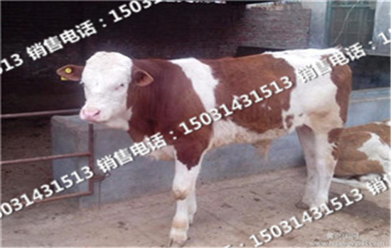 品種架子牛圖片/品種架子牛樣板圖 (3)