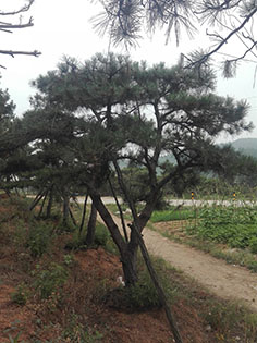 造型松种植基地_山东造型松批发价格_山东优质造型松供应_山东造型松基地_山东造型松树图片