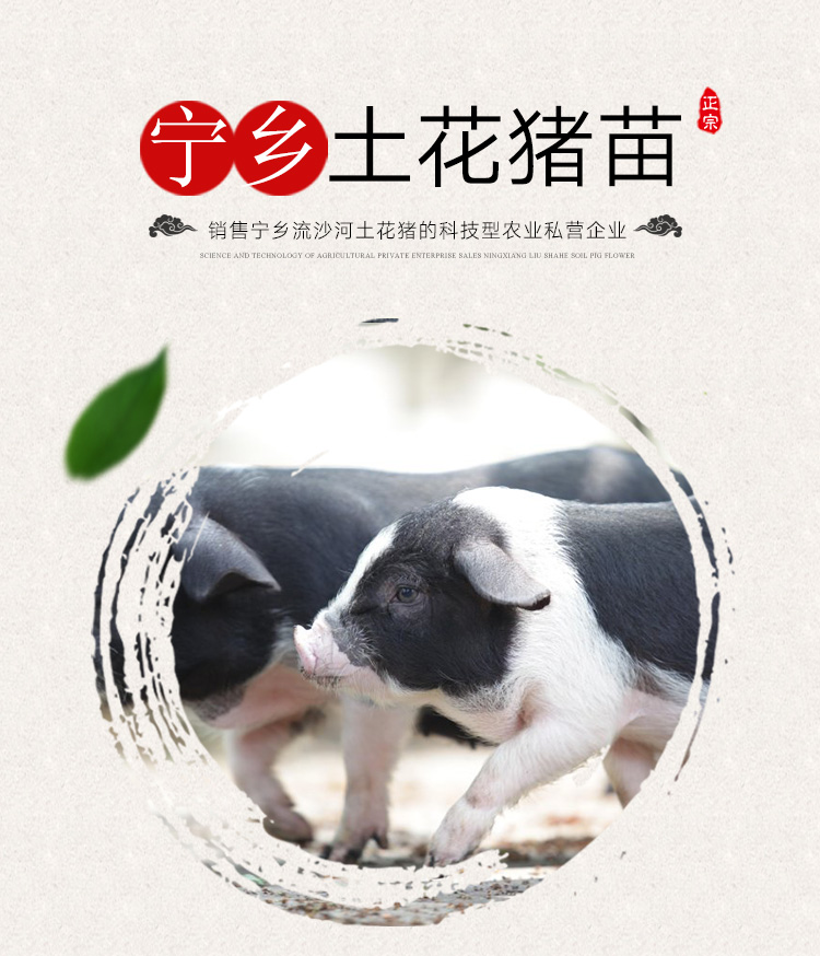 供應(yīng)湖南寧鄉(xiāng)土花豬種仔豬-湖南寧鄉(xiāng)縣寧鄉(xiāng)土花豬種仔豬-寧鄉(xiāng)縣土花豬仔豬養(yǎng)殖場(chǎng)-寧鄉(xiāng)土花豬仔豬市場(chǎng)價(jià)格