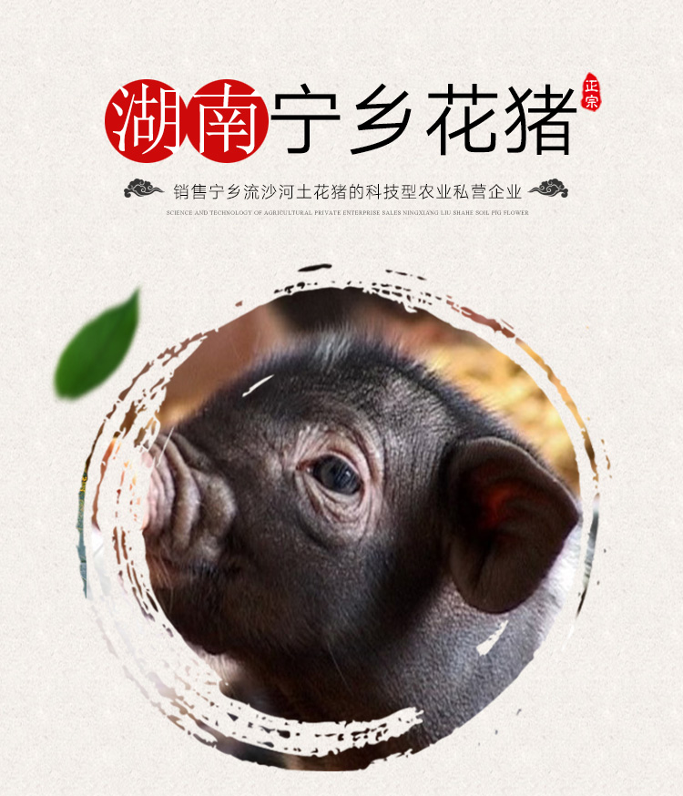 湖南寧鄉(xiāng)土花豬價格圖片