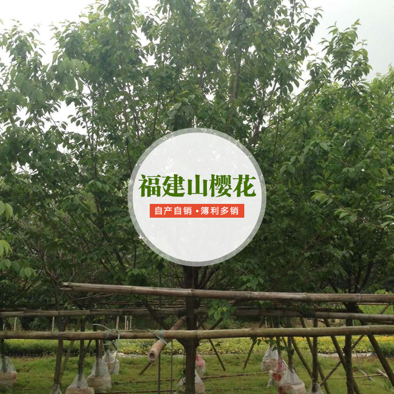 福建山櫻花圖片/福建山櫻花樣板圖 (2)