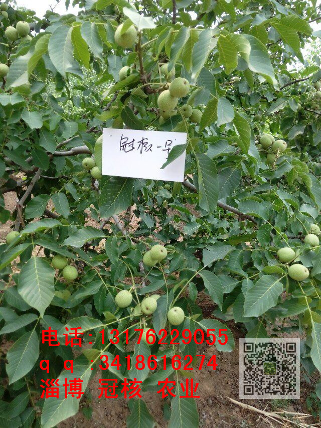 冠核一號批發(fā)銷售圖片/冠核一號批發(fā)銷售樣板圖 (2)