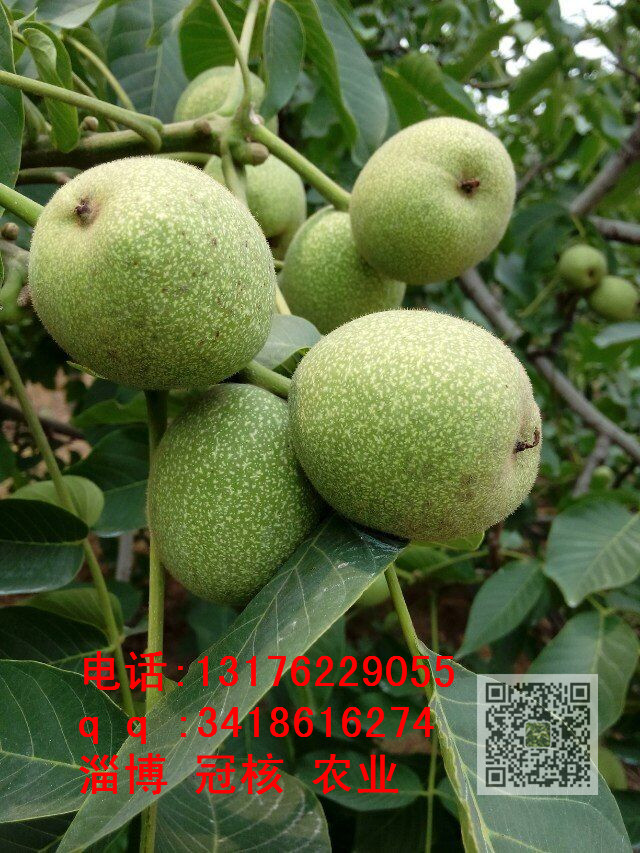 核桃樹(shù)苗圖片/核桃樹(shù)苗樣板圖 (2)