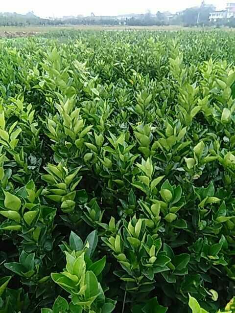 柳州市優(yōu)質(zhì)*拉紅肉臍橙優(yōu)惠報價臍橙苗價格