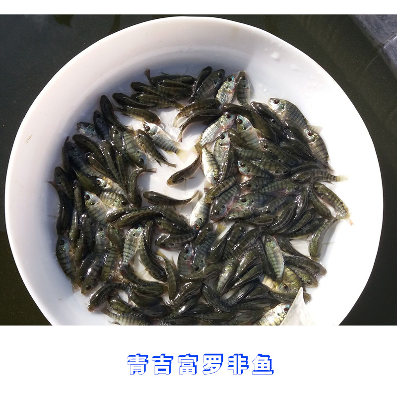 奧尼羅非魚(yú)圖片/奧尼羅非魚(yú)樣板圖 (3)