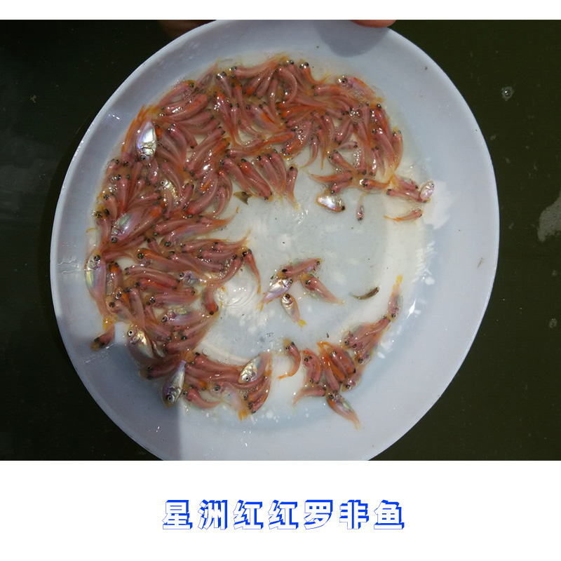 星洲紅紅羅非魚價格 星洲紅紅羅非魚養(yǎng)殖 紅羅非魚種苗批發(fā)