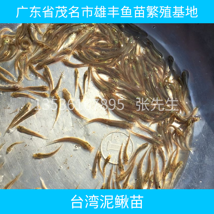 海南台湾大泥鳅苗|徐闻草鱼鱼苗|海安红罗非鱼苗价格出售