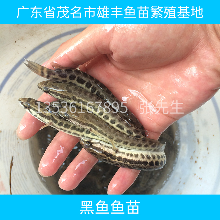 黑魚圖片/黑魚樣板圖 (3)
