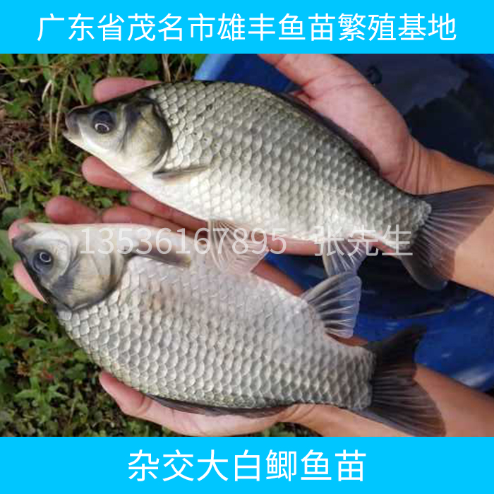 供應雜交大白鯽魚苗 雜交大白鯽魚苗批發(fā) 雜交大白鯽魚苗報價