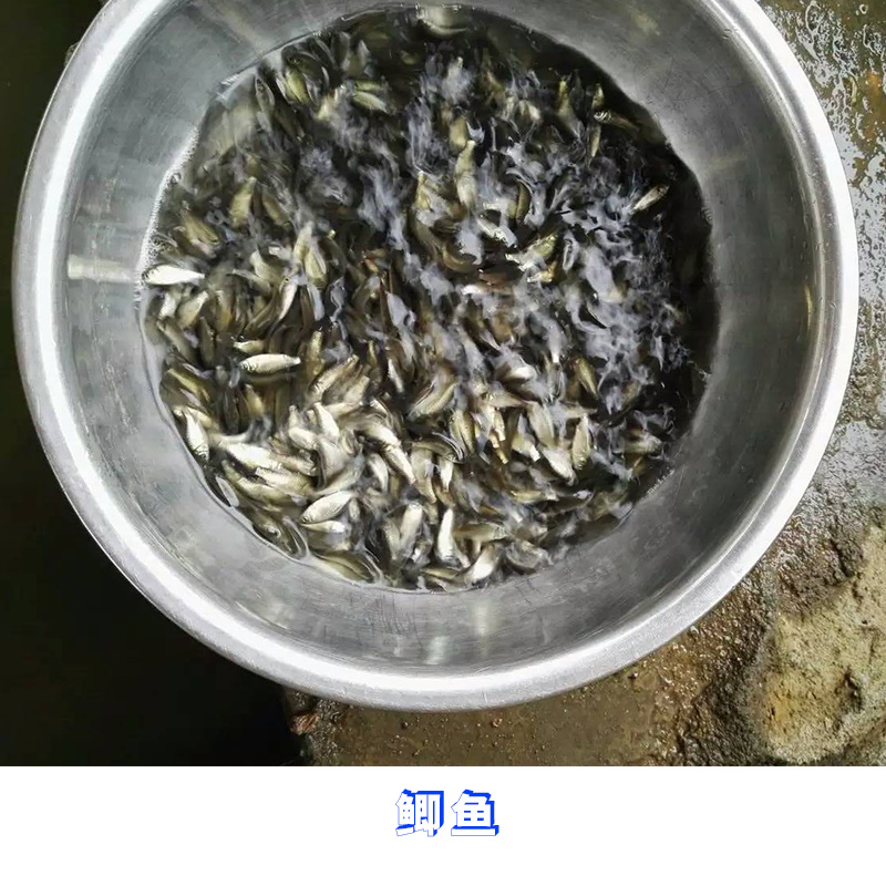 供應(yīng)鯽魚 魚苗供應(yīng)商 鯽魚種苗批發(fā) 鯽魚魚苗報(bào)價(jià)
