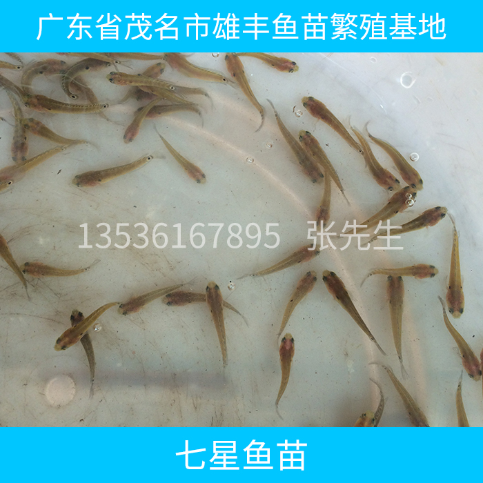 魚苗圖片/魚苗樣板圖 (3)