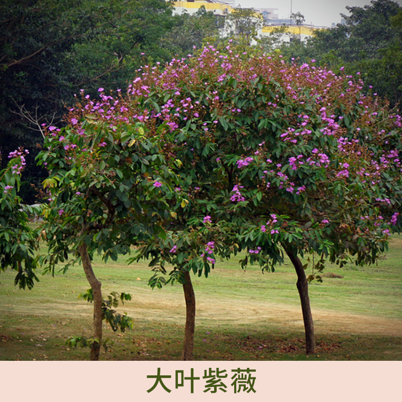 紫薇圖片/紫薇樣板圖 (1)