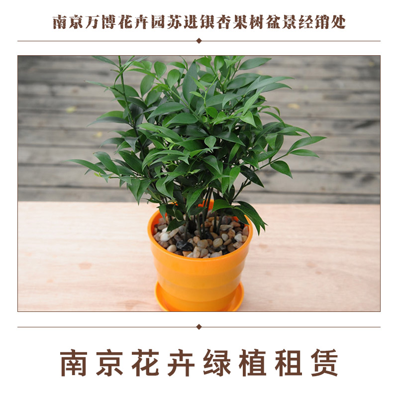 供應(yīng)南京花卉綠植租賃 南京花卉綠植租賃服務(wù) 花卉出租擺放 其它觀賞性植物租賃擺放