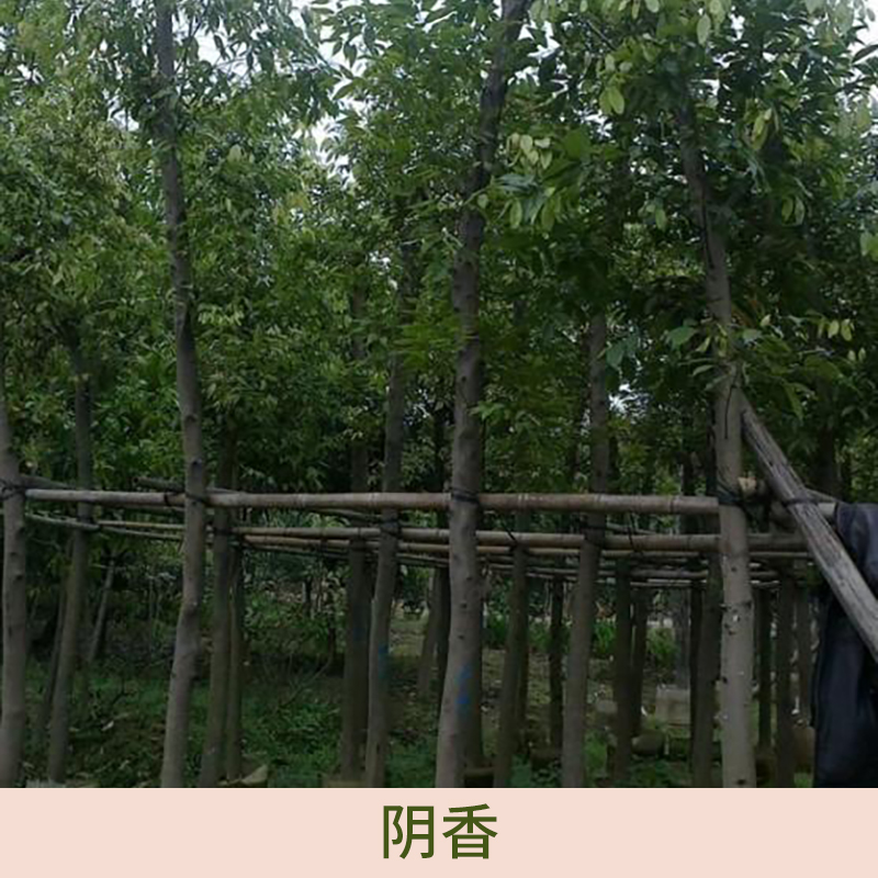 陰香圖片/陰香樣板圖 (4)