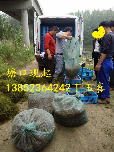 淡水小龍蝦圖片/淡水小龍蝦樣板圖 (4)